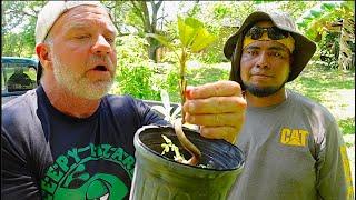 Armando Uses Ancient Technique To Clone a Fruit Tree For His Mom for Mothers Day