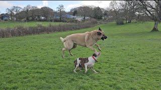 Kangal Playtime Watch Aslans Spring-Like Jumps and Play Fights