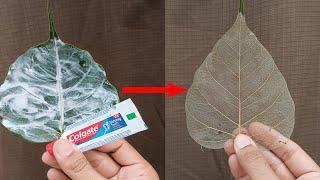 How To Remove chlorophyll From Leaf l How To Make Leaf Skelton l l Science Expriment l