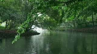 The beautiful little river is raining207  sleep relax meditate study work ASMR