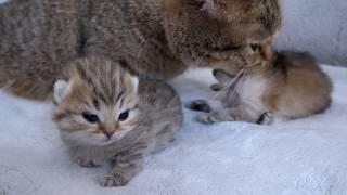 Baby kittens opened their eyes and smile when they saw their mother cat