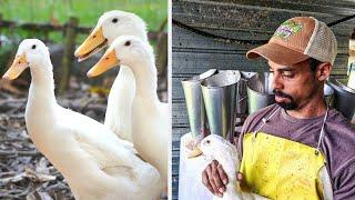 How to PROCESS DUCKS for Meat  Polyface Farm