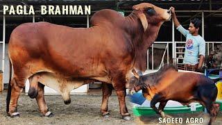 Pagla Brahman Goru 2023  Sadeeq Agro 2023 Collection  Sadeeq Agro Brahman 2023  Big Cow 2023