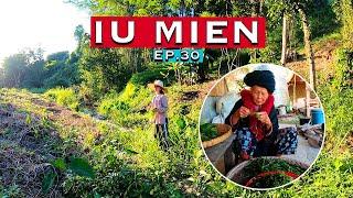 Iu Mien lifestyle EP.30 - Iu Mien picking vegetable fern for grandma