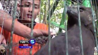 Burung Elang Hitam Seorang Warga di Sumatera Utara Disita - NET5