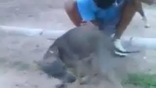 Video LUCU.  ANJING BERNAFSU