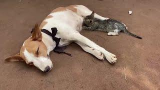 Kitten suckles nursing dog in Nigeria