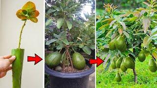 How to rooting a avocado branch an take big harvest easy from a small tree - the home garden ideas.