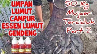 Mancing Mujair pakai Umpan Lumut tambah Essen Lumut Gendeng Strike Tanpa Henti dapat Mujaer 1 Karung