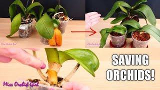 Orchid Care for Beginners - How to save sick rootless Phalaenopsis Orchids  Before & After