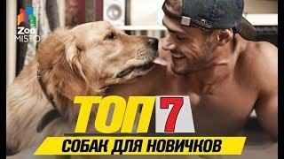 Топ 7 собак для новичков  Top 7 dogs for beginners