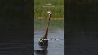 Anhinga  The Snakebird