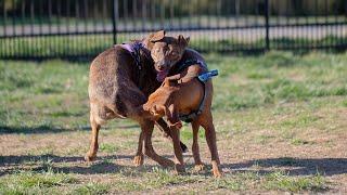 What To Do If Your Dog Bites Another Dog