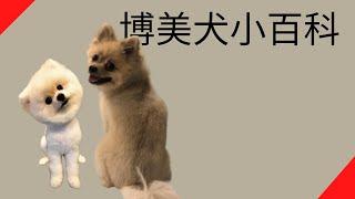 博美犬小百科【品種動物系列】