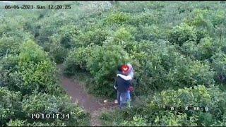 Terciduk Dua Remaja Terekam CCTV Ketahuan Mesum di Kebun Teh Kemuning