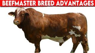 ⭕ Beefmaster Breed Advantages AND Disvantages   Cattle Beefaster