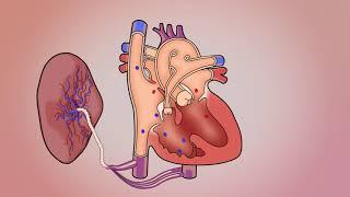 Tetralogy - Fetal wBloodflow