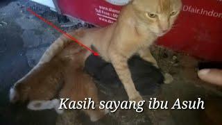 Ibu angkat yang baik hati_vlog kucing everyday # 2