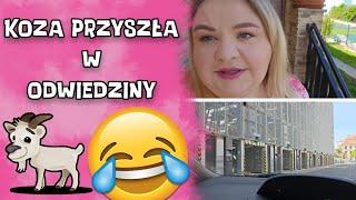  JEDZIEMY DO KATOWIC I KOZA PRZYSZŁA W ODWIEDZINY I MADZIOF VLOG