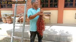 petik buah berbagai khasiat kata pak  cik