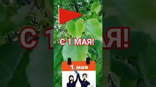 С 1 мая  #1мая