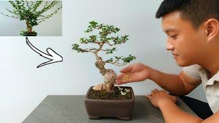 Restoring A Neglected Fukien Tea Bonsai Tree Cây Trà Phúc Kiến