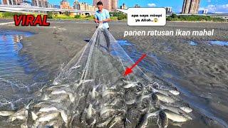 Viral..‼️ panen ratusan ikan mahal.. menjala ikan di muara tepat saat ikan mahal berkumpul..