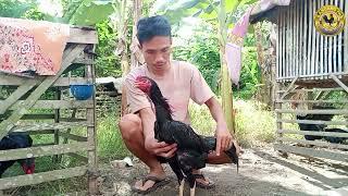 Pemula wajib tahuCara menjinakan ayam yang liargiras