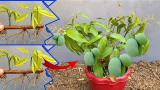 How to propagate Mango tree use alo vera and banana fruit from cutting-crafting idea Mango