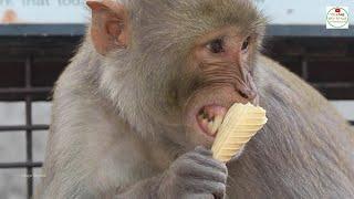 Angry Monkey  Fun & Laugh while eating ice cream  Monkey funny videos  Funny Animals Videos