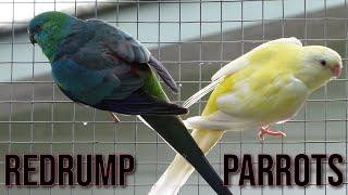 Red Rump Parrot Compilation