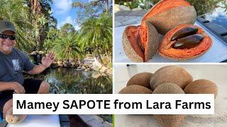 Unboxing and tasting Mamey SAPOTE Magana Florida  Pace from Lara Farms