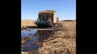 Reed harvester