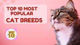 Top 10 most popular cat breeds in the world