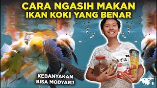 JANGAN NGAWUR CARA MEMBERI MAKAN IKAN MAS KOKI YANG BENAR DAN SEHAT