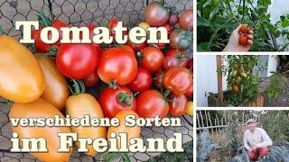 Tomaten verschiedene Sorten im Freiland und Gewächshaus