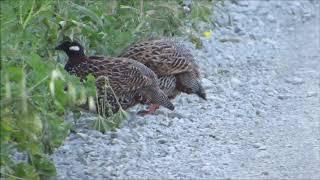 Black Francolin Calling   Francolinus francolinus  Φραγκολίνα - Cyprus.