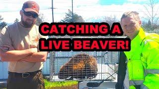 Catching a Live Beaver