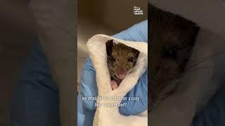 Rescued Mouse is Miraculously Brought Back to Life #Wildlife #Shorts