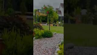 UK യിലെ ഞങ്ങളുടെ Backyard transformation എങ്ങനെയുണ്ട്🪴stebsphotography#garden #gardenmakeover