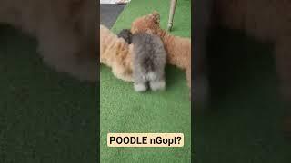 Anjing poodle teman ngopi #anjinglucu #dog #anjingpoodle