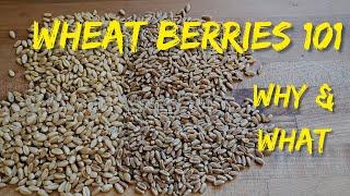 Wheat Berries -  Long Term Food Storage