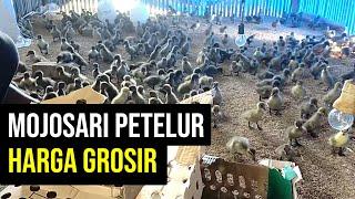 Bibit Bebek Petelur Unggul Mojosari Jual DOD Murah