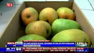 Mangga Gedong Gincu Tembus Pasar Eropa dan Timteng