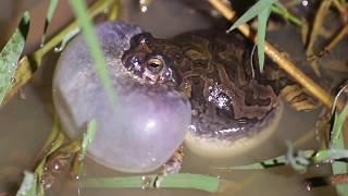 Anfíbios vocalizando  amphibians vocalizing.