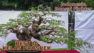 BEST TEN KELAS PROSPEK PAMNAS BONSAI JEPARA 2022 INDONESIA BONSAI FIGHTER