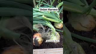 Onion harvest #whosoeversouth #farmlife #garden