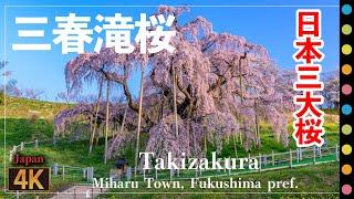 日本三大桜・樹齢1000年。国の天然記念物『三春滝桜』（Miharu Takizakura  Miharu town  Fukushima pref.