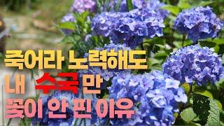 내 수국만 꽃이 안 펴서 속상하셨다면 이 영상을 보세요. 5년을 실패한 후 알아낸 노하우를 공유합니다.