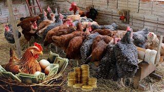 5 Formas de lucrar  com a criação de galinhas - Dicas...